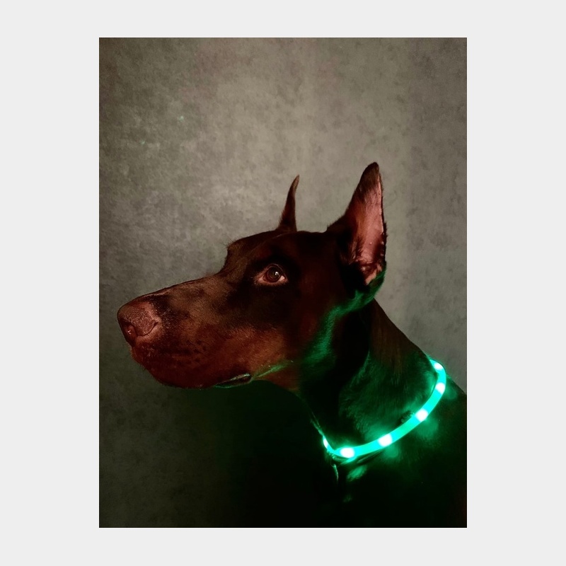 Ошейник светящийся (M)