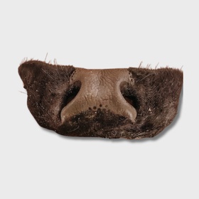 Носы говяжьи сырые