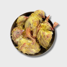 Суточные цыплята