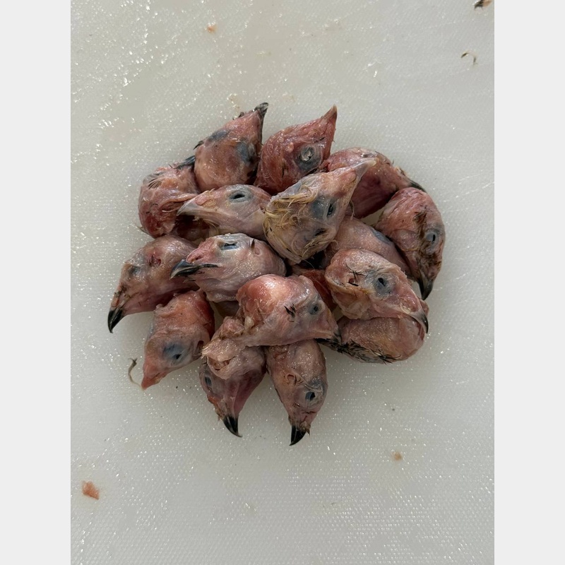 Головы перепёлок