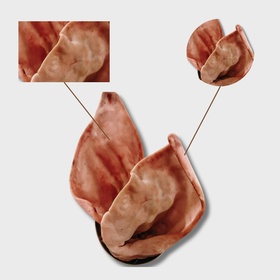 УШИ СВИНЫЕ БЛОК (ОТ 4-х блоков)