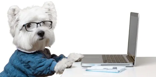 contucts_dog