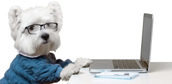 contucts_dog