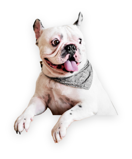 guarantee_widget_dog